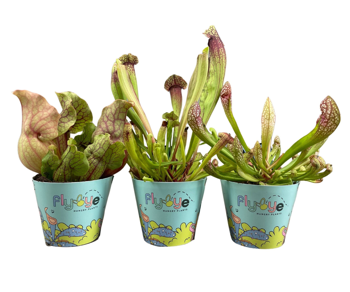 Sarracenia Mix in Flybye Potcover (8 stuks) (8,5 cm)