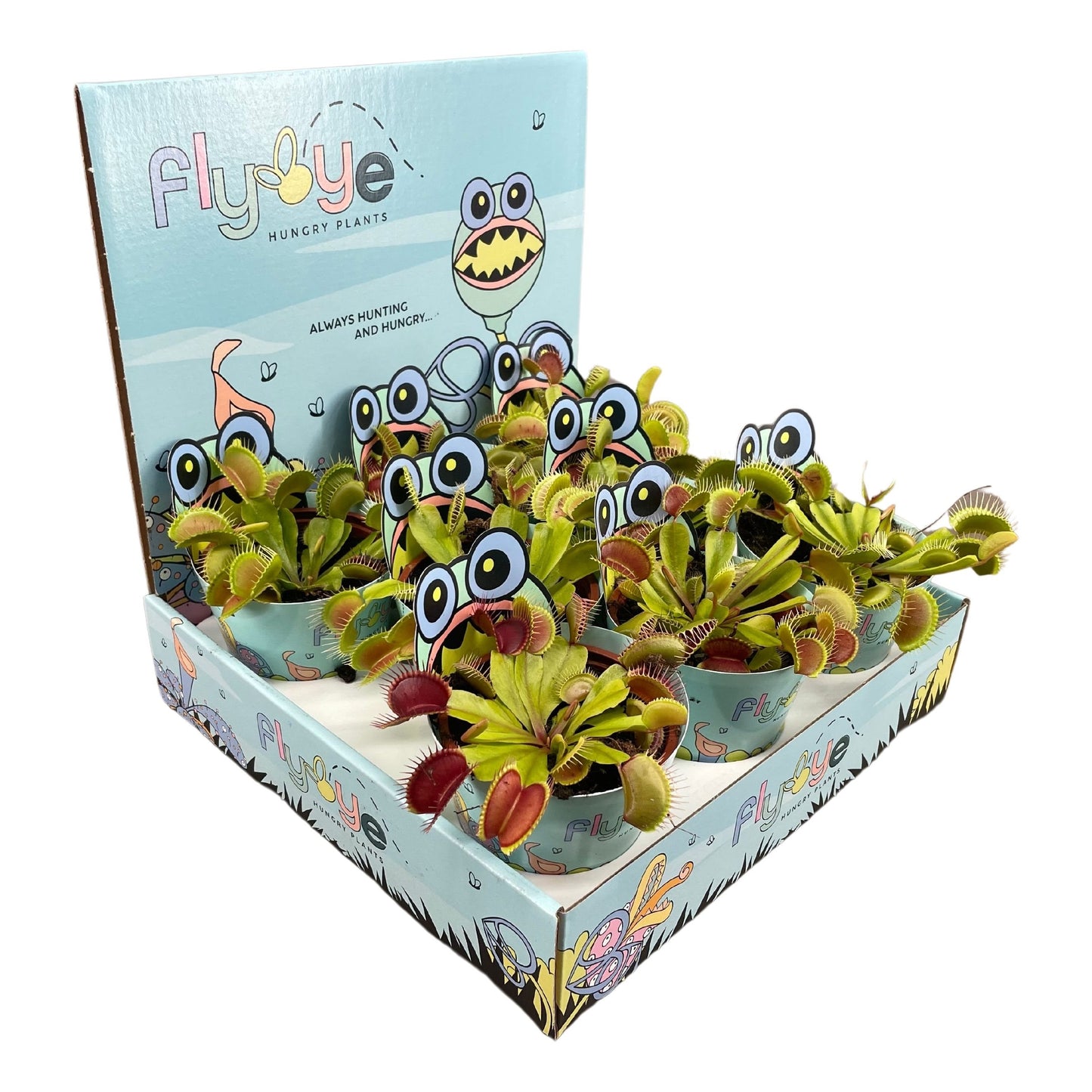 Dionaea Muscipula in Flybye Display (8 stuks) (8,5 cm)