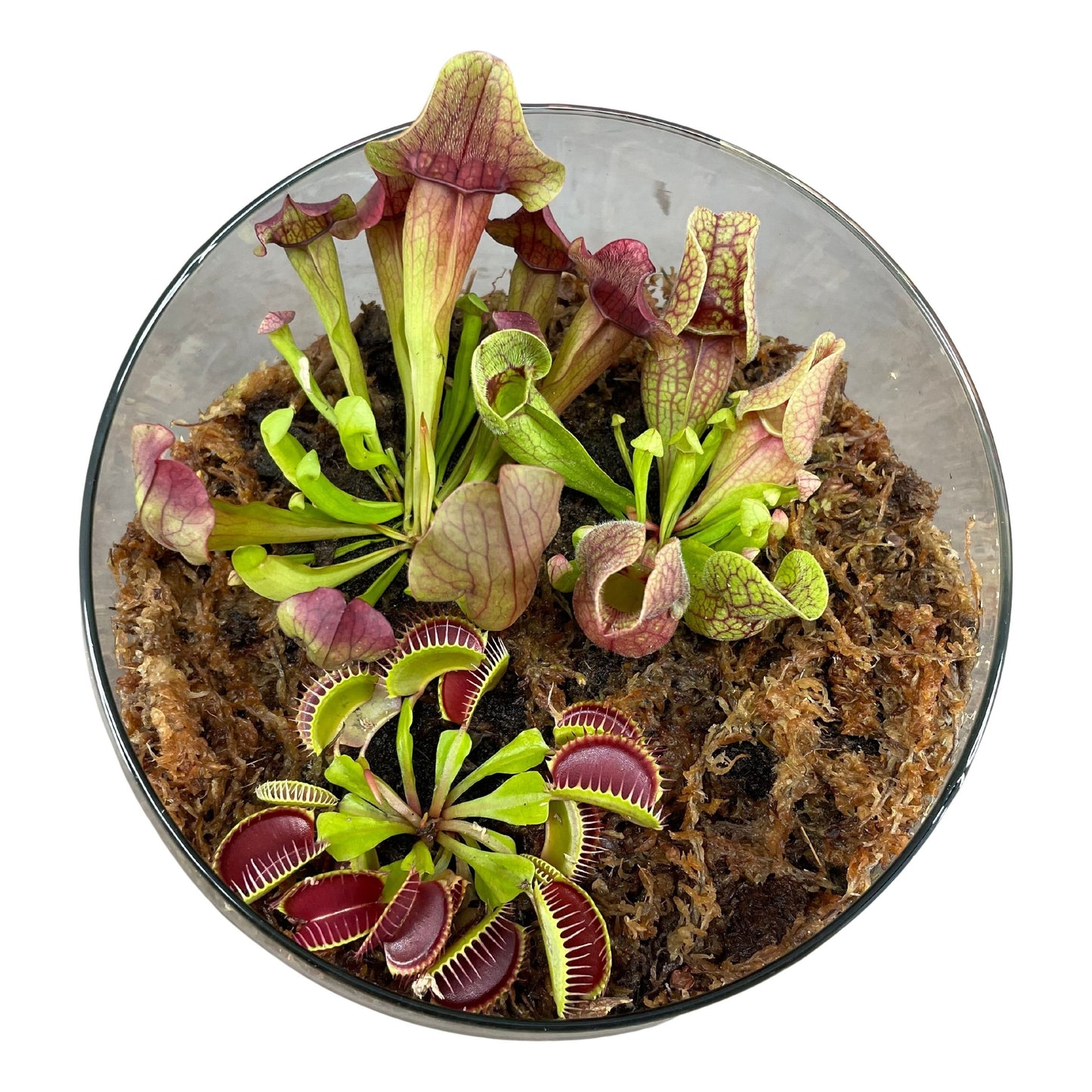 Terrarium in Bolvormig Glas