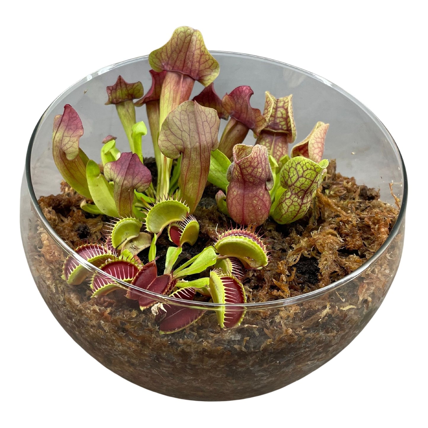 Terrarium in Bolvormig Glas