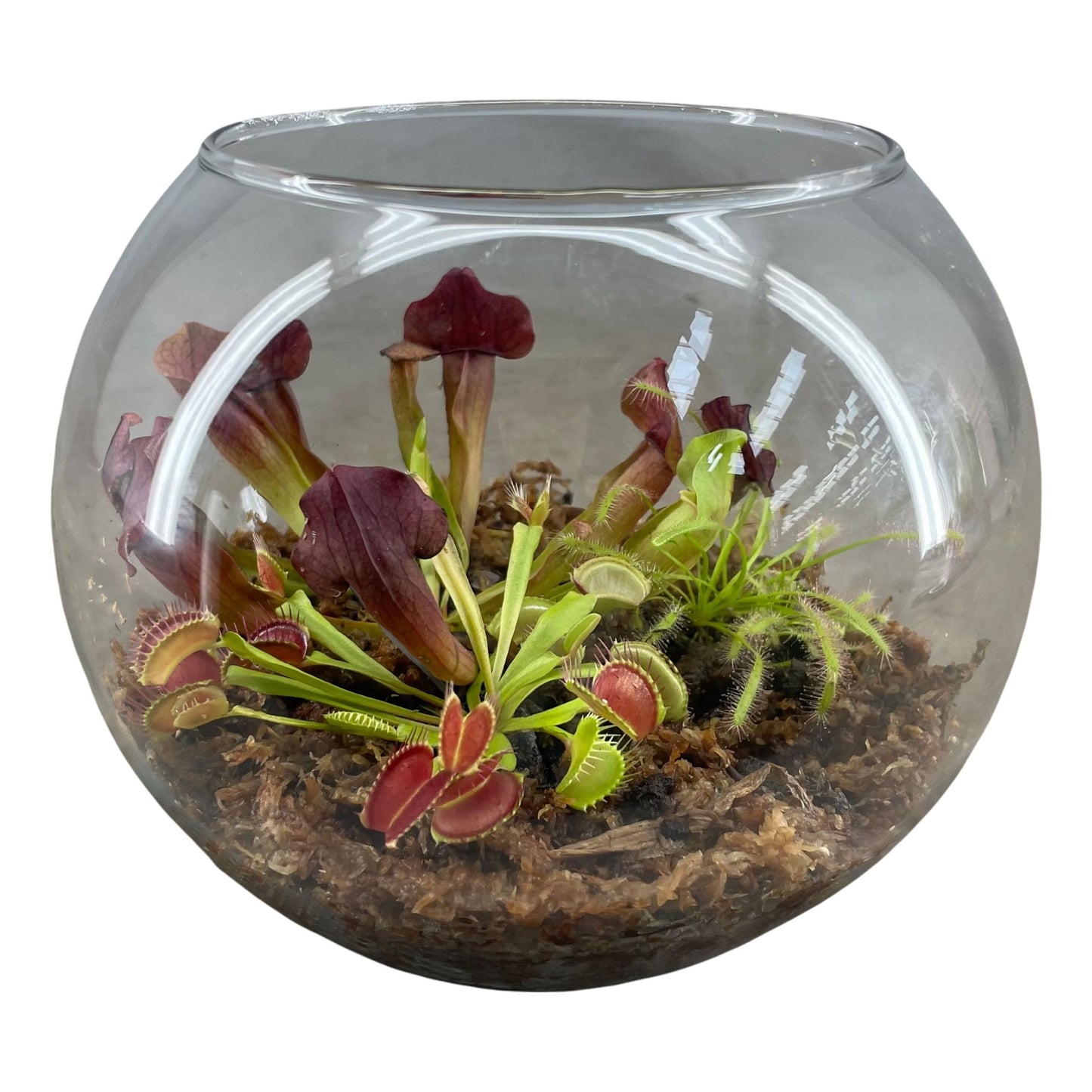 Terrarium in Glasbol
