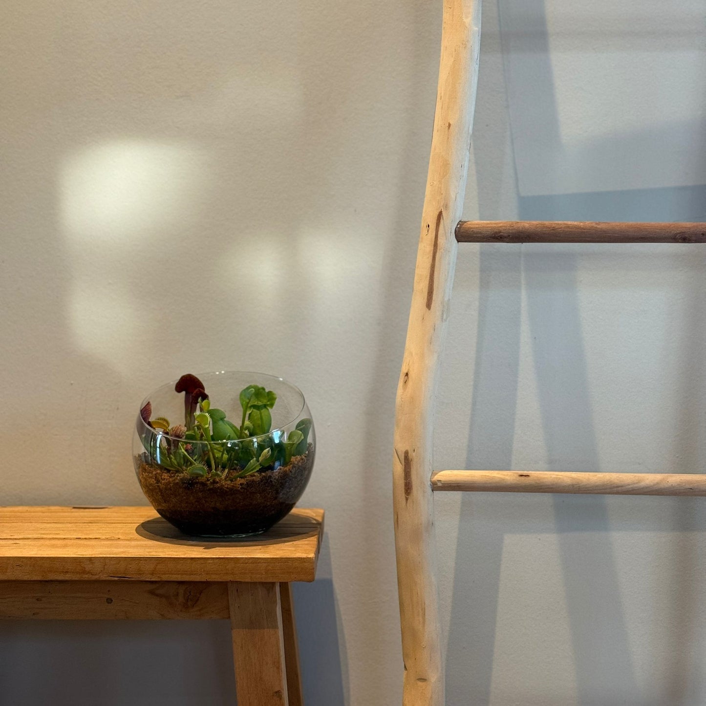Terrarium in Bolvormig Glas