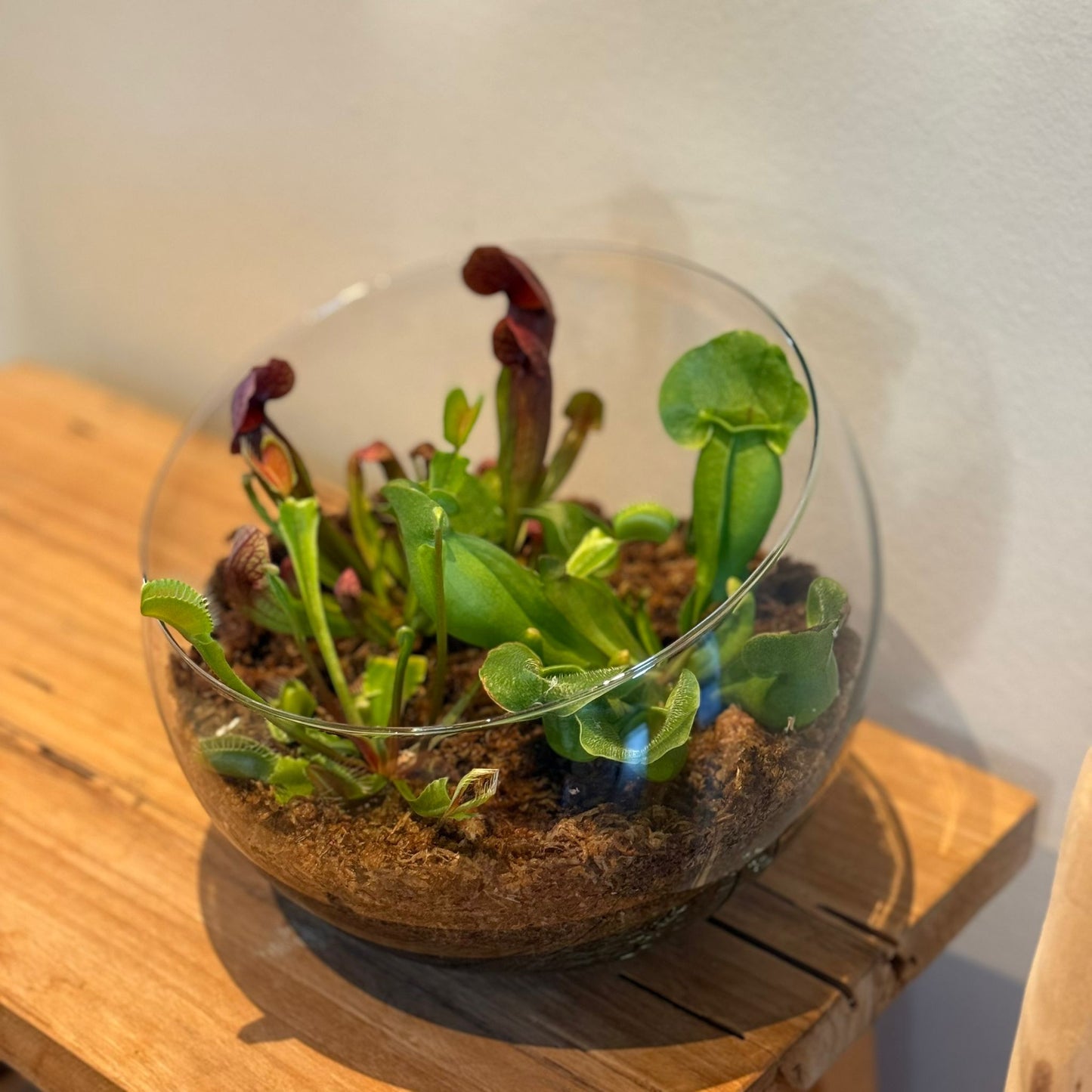 Terrarium in Bolvormig Glas