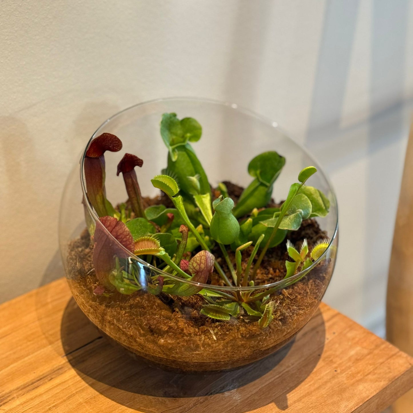 Terrarium in Bolvormig Glas