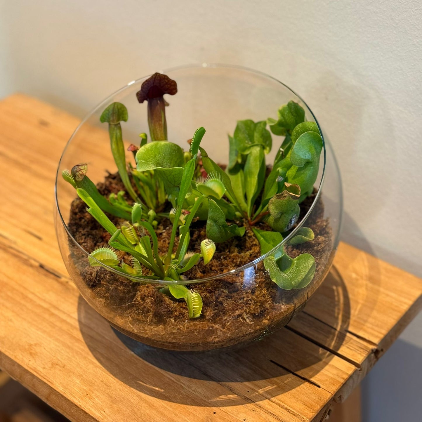 Terrarium in Bolvormig Glas