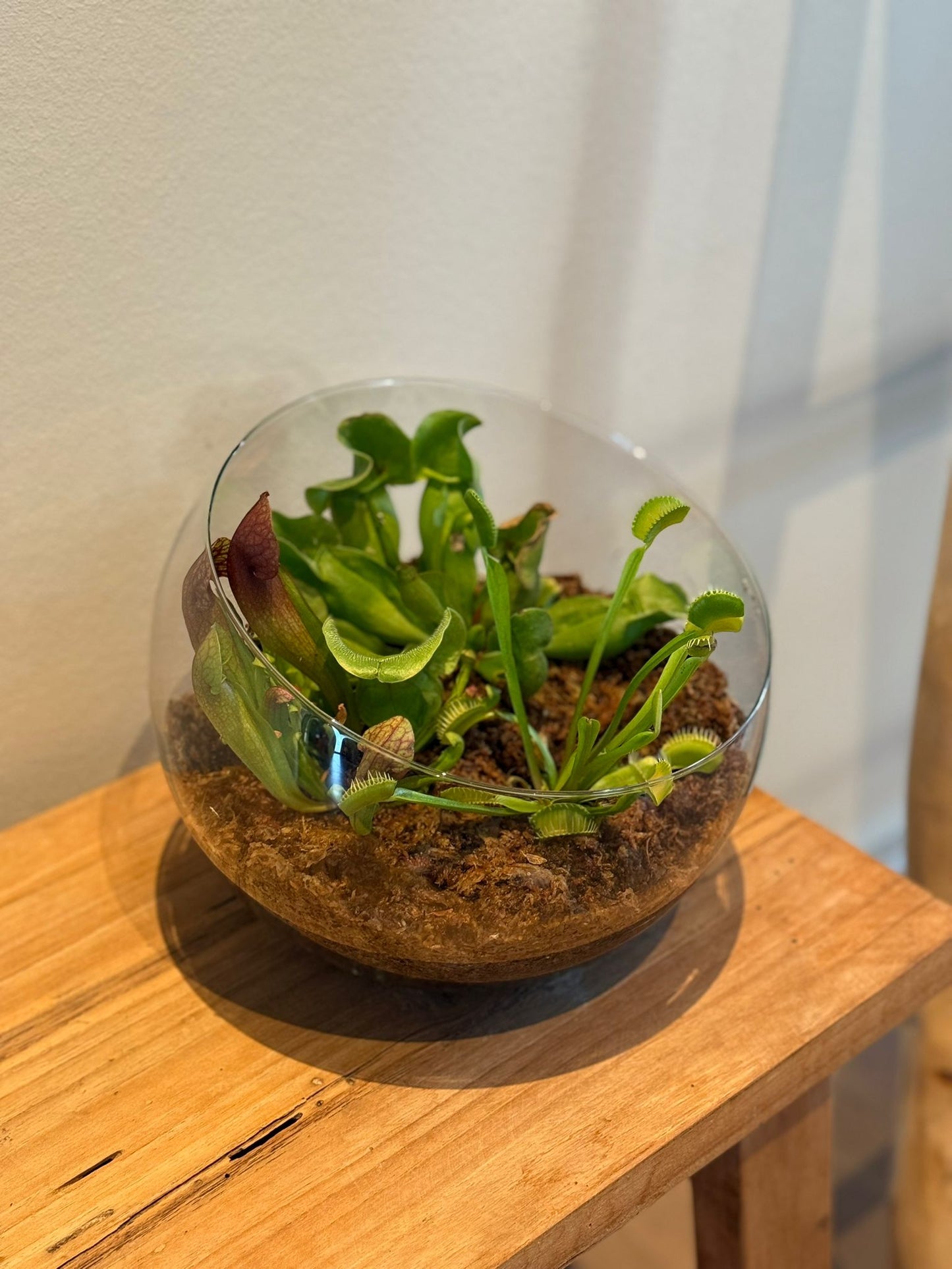 Terrarium in Bolvormig Glas