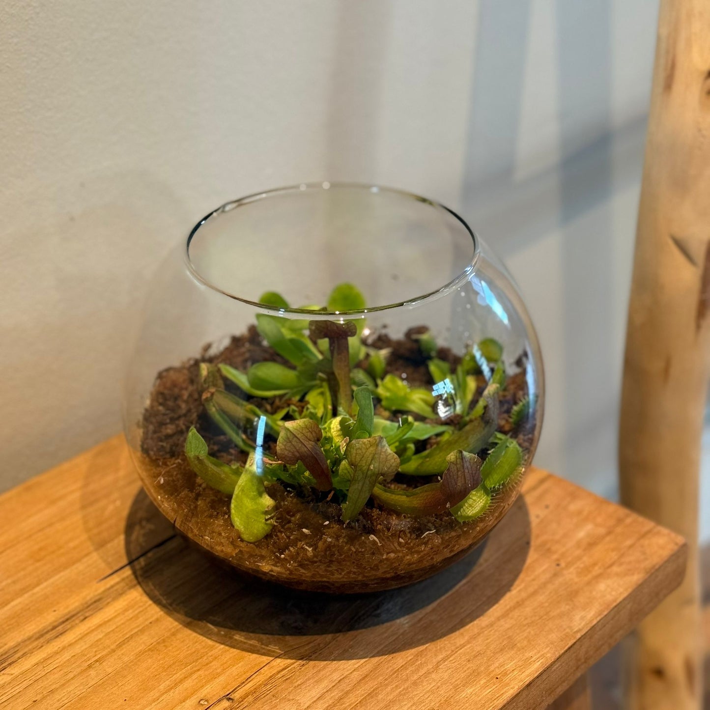 Terrarium in Glasbol