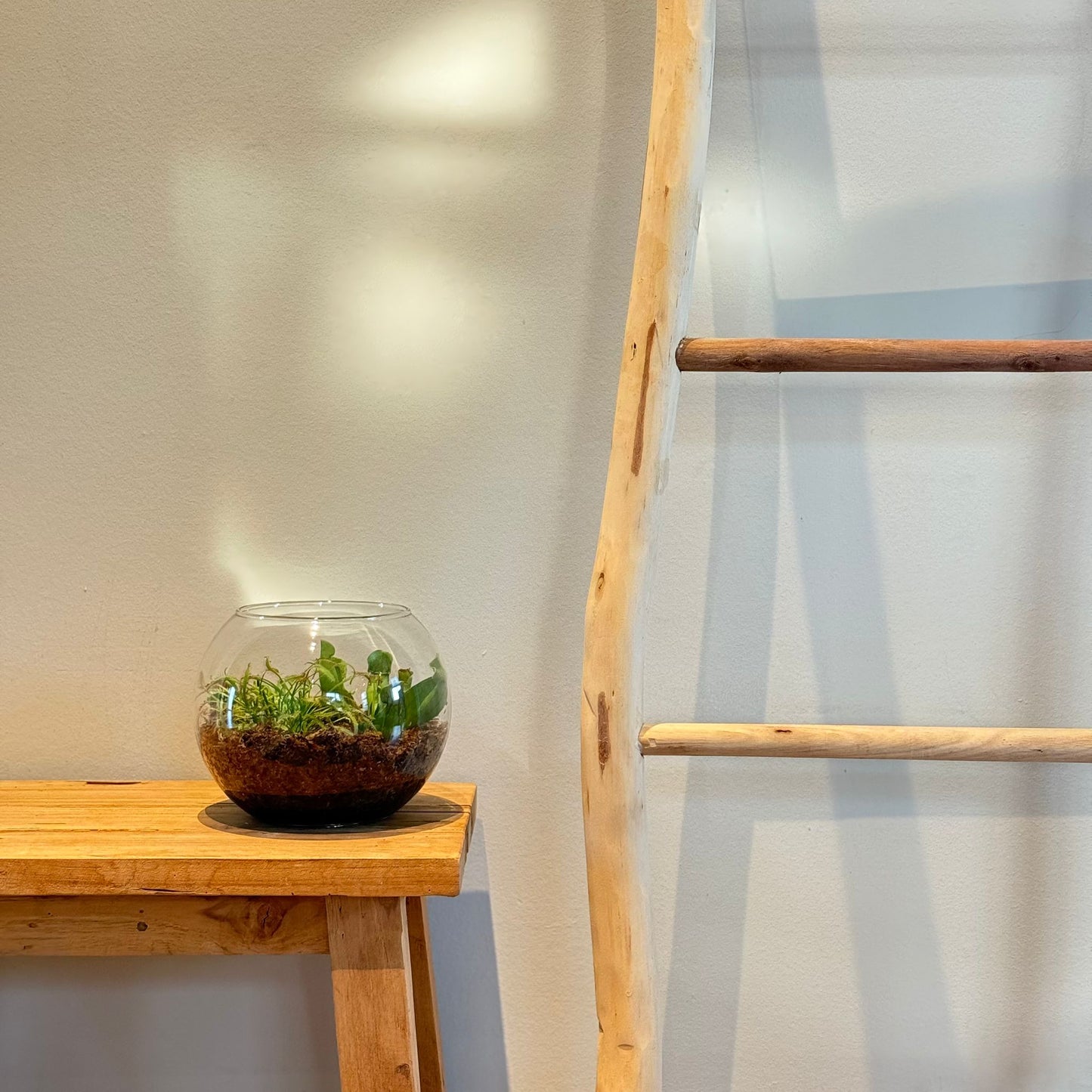 Terrarium in Glasbol
