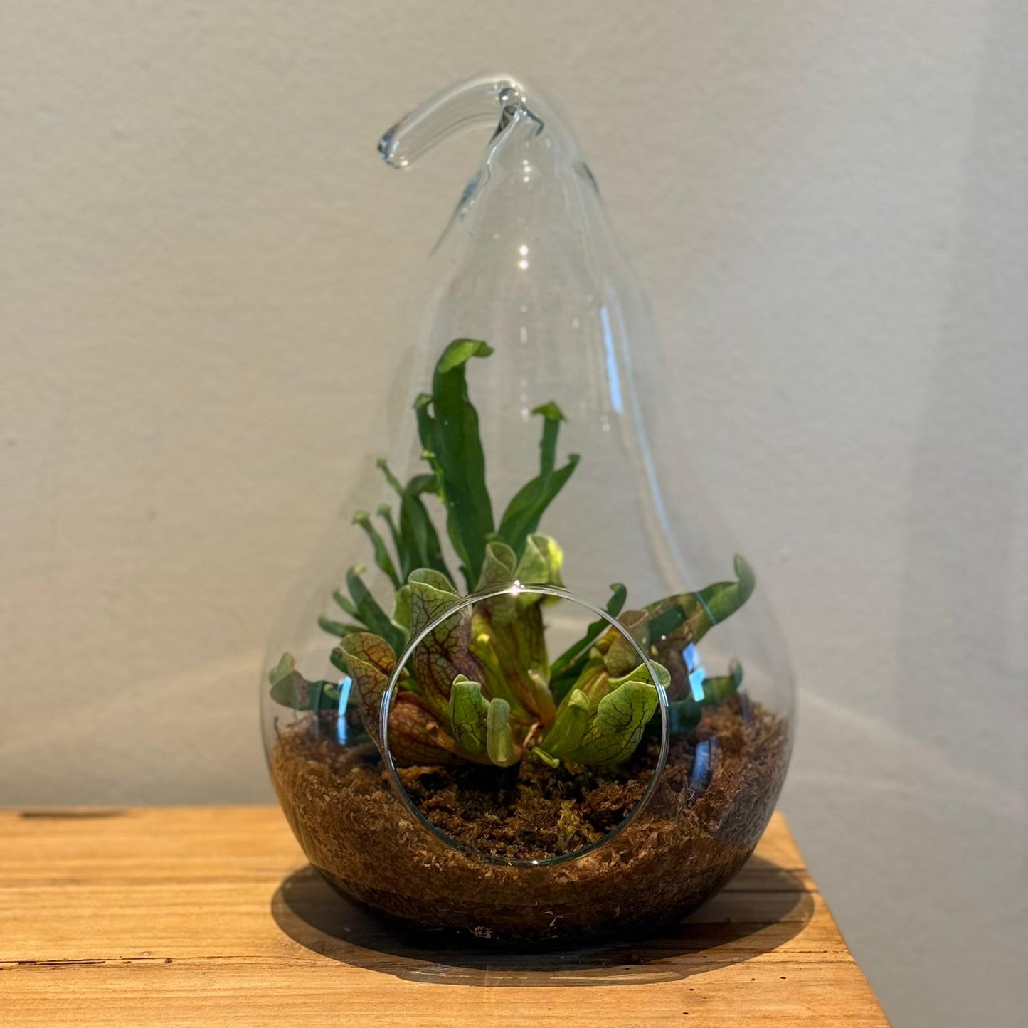 Terrarium in Peer Glas