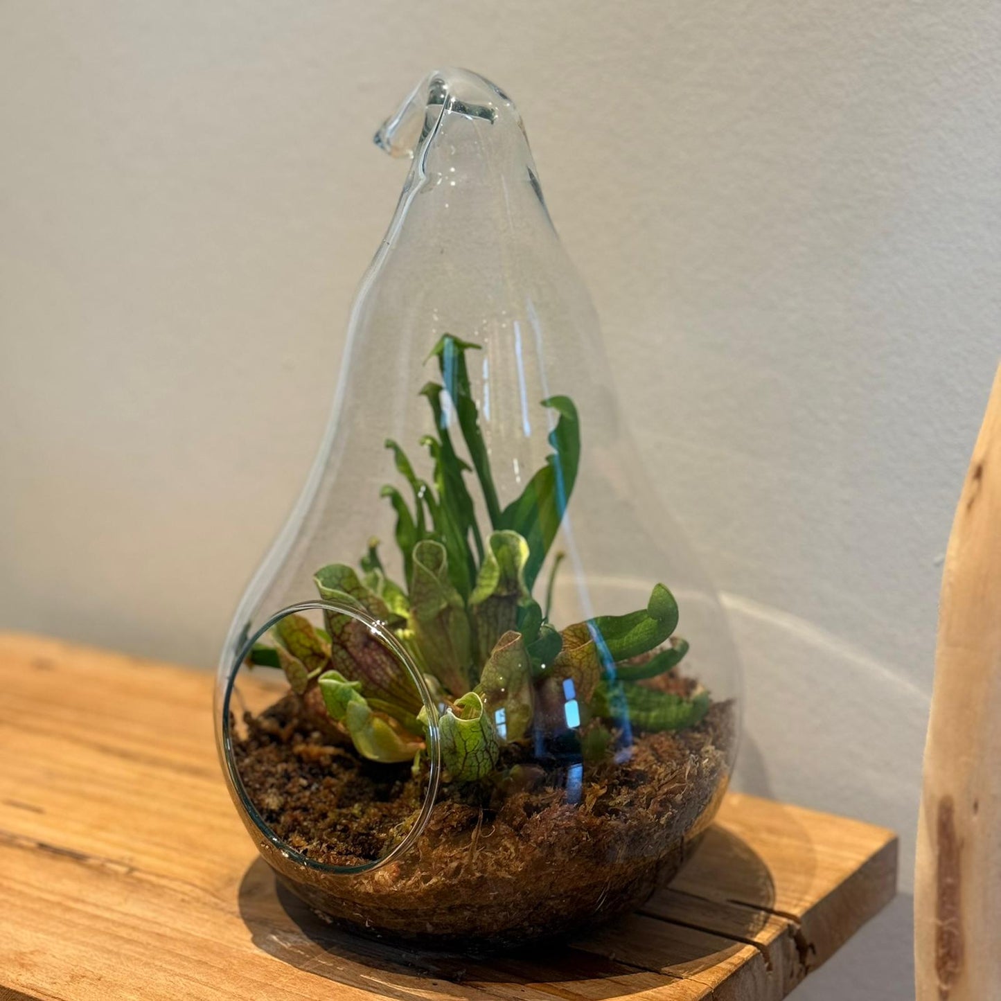 Terrarium in Peer Glas