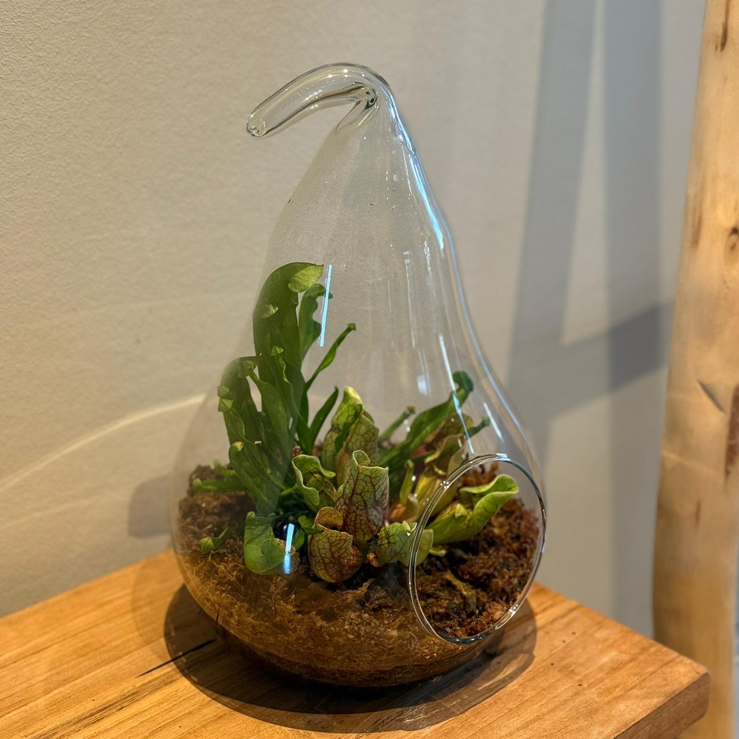 Terrarium in Peer Glas