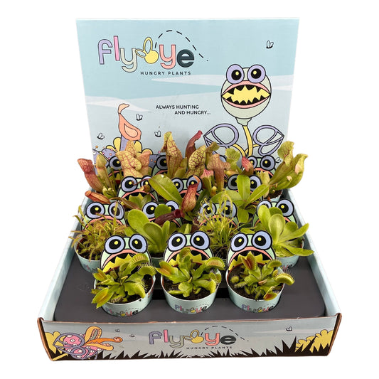 Vleesetende Planten Mix in Flybye Display (12 stuks)