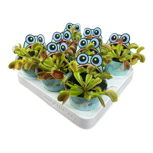 Dionaea Muscipula in Flybye Potcover (8 stuks) (8,5 cm)