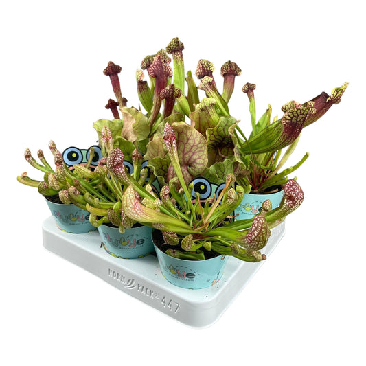 Sarracenia Mix in Flybye Potcover (8 stuks) (8,5 cm)