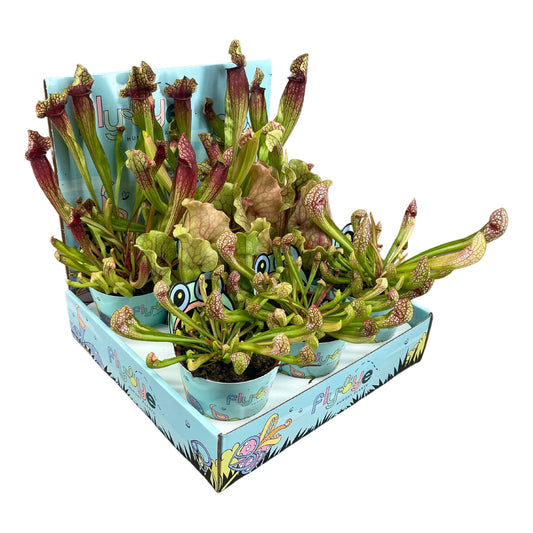 Sarracenia Mix in Flybye Display (8 stuks) (8,5 cm)