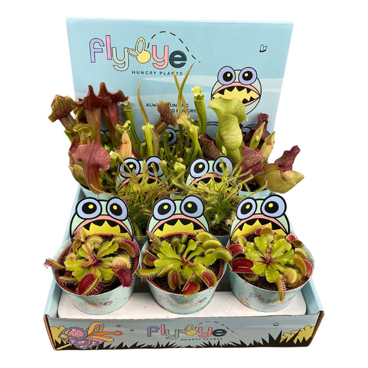 Vleesetende Planten Mix in Flybye Display (8 stuks) (8,5 cm)
