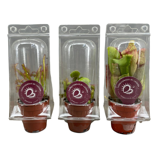 Vleesetende Planten Mix in Blister (3 stuks) (5,5 cm)