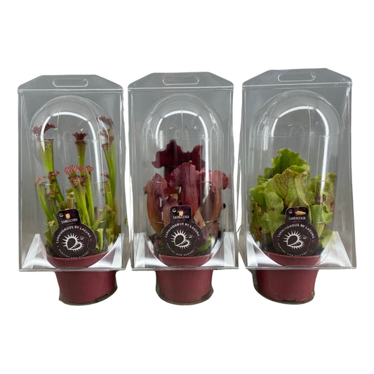Sarracenia Mix in Blister (3 stuks) (12 cm)