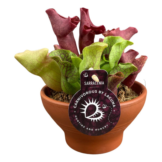 Sarracenia Mix in Terracotta Schaal (16 cm)