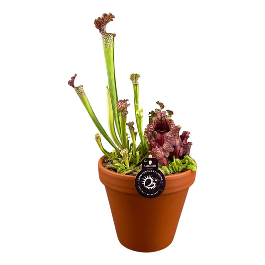 Vleesetende Planten Mix in Hoge Terracotta Pot (23 cm)