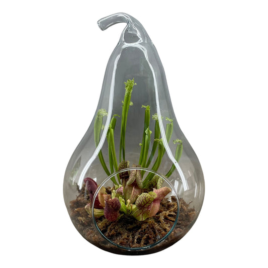 Terrarium in Peer Glas