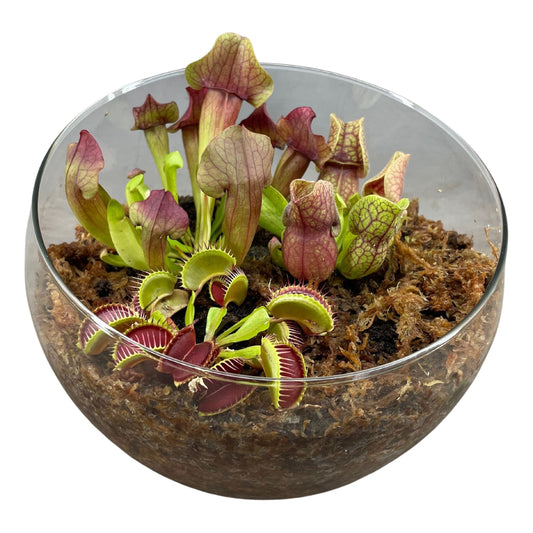 Terrarium in Bolvormig Glas