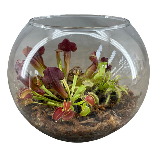 Terrarium in Glasbol