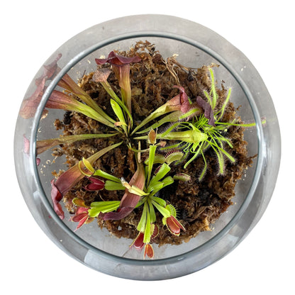 Terrarium in Glasbol