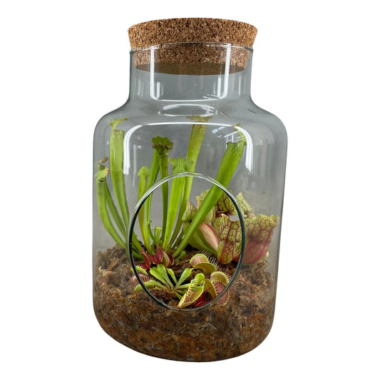 Terrarium in Glas met Kurk