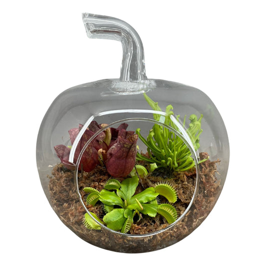 Terrarium in Appel Glas
