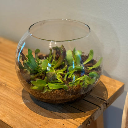 Terrarium in Glasbol