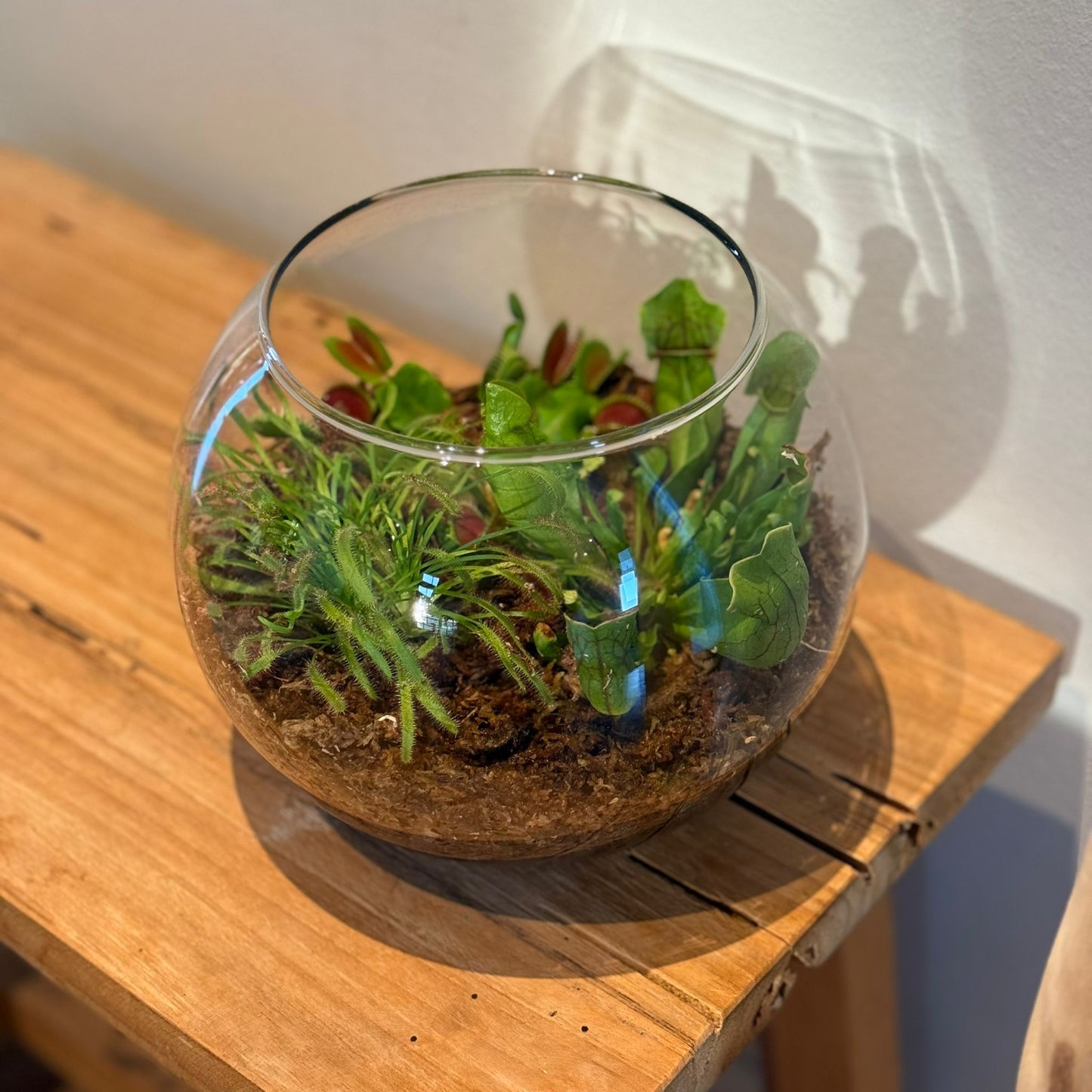 Terrarium in Glasbol