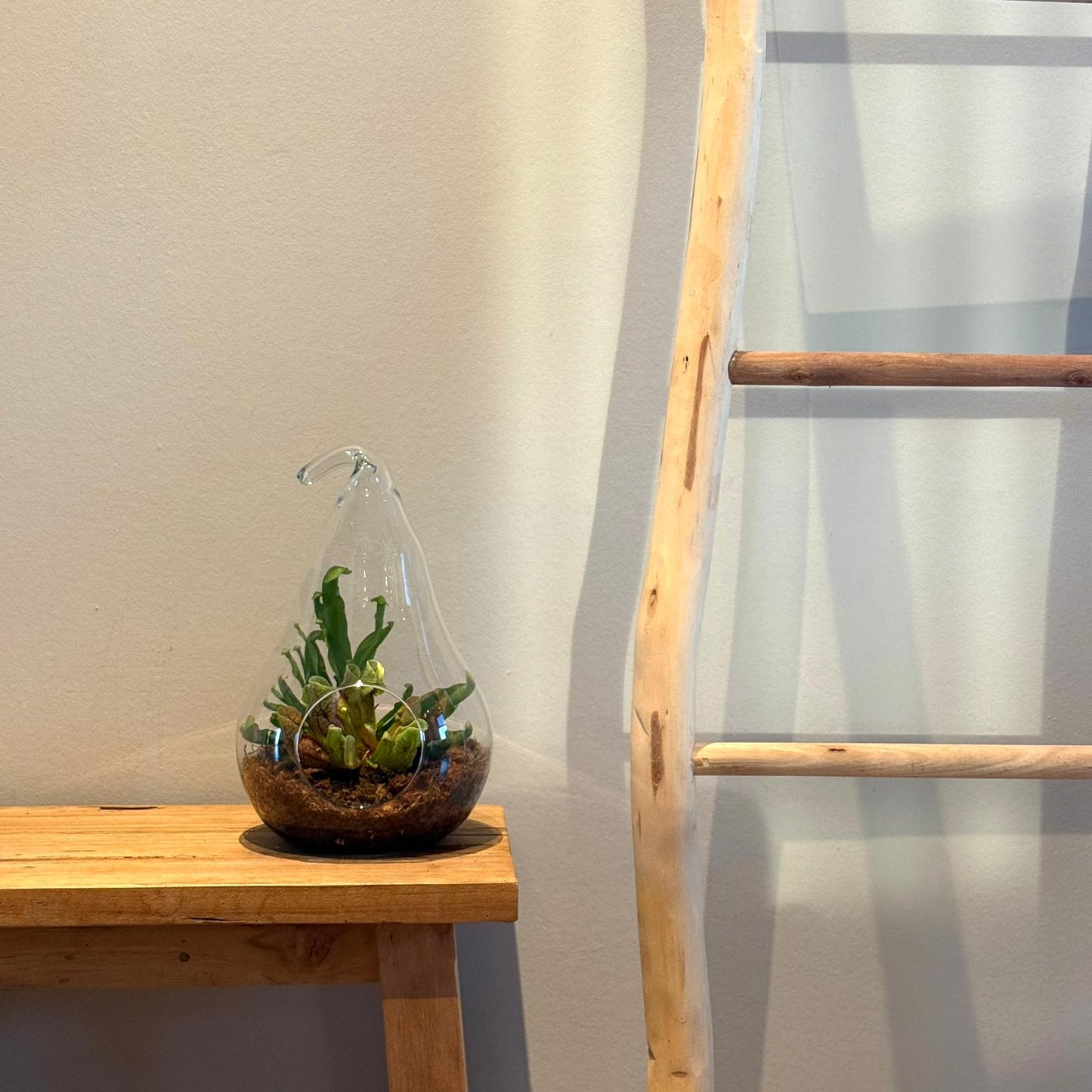 Terrarium in Peer Glas