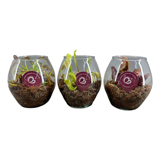 Vleesetende Planten Mix in Glasbol (3 stuks)